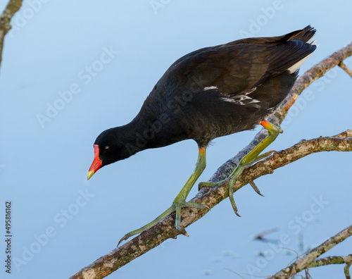 Common gallinule (Gallinula galeata) climbing tree branches over water, Brazos Bend State Park, Needville, Texas, USA.