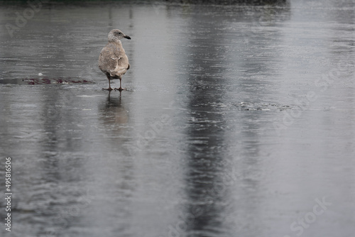 Obraz na płótnie seagull pn ice