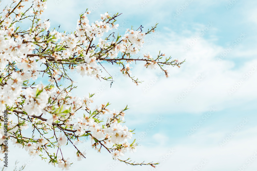 Background of almond blossoms tree and sky. Cherry tree with tender flowers. Amazing beginning of spring. Selective focus. Flowers concept.