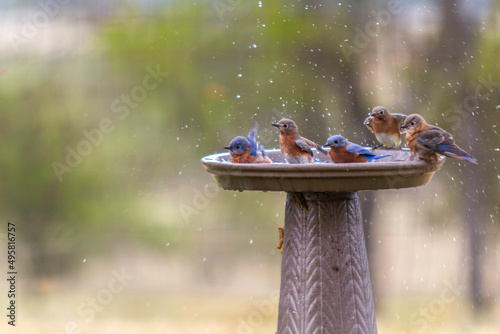 Tableau sur toile Blue birds in a bird bath