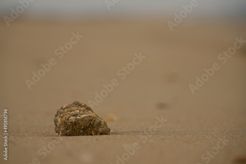 Strandgut Steine Holz Muscheln Atlantik Playa de la Antilla bei Islantilla Huelva Spanien