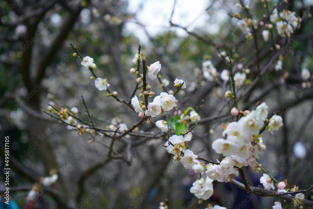 Spring Flower Blossom Tree Closeup Spring Flower Blossom Tree Closeup