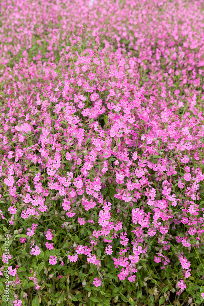 Pink flowers, Garden of Santa Barbara, Braga, Portugal