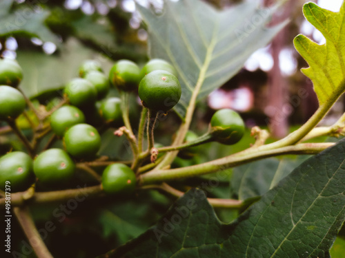 Grupo de frutos redondos y verdes colgando de la rama de un árbol pequeño ubicado en medio de un parque