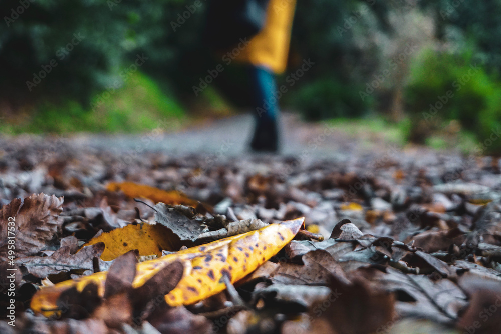 Obraz premium walking in the woods