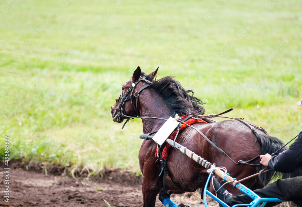 Racehorses participating in horse races at the racetrack Racehorses participating in horse races at the racetrack