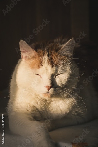 Portrait of a nice pet. Cat is muzzle lit by the morning sun.