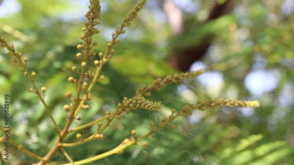 Tree branch swaying. Green branch swaying. Tree branch swaying. Green branch swaying.