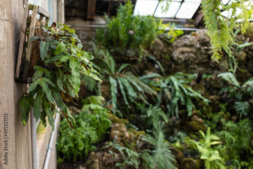 Plants in a Greenhouse © Matthew