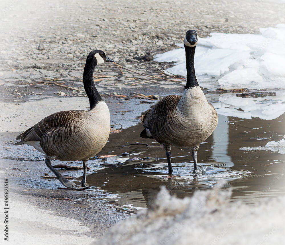 Obraz premium Couple de bernaches du Canada à la fonte de la glace