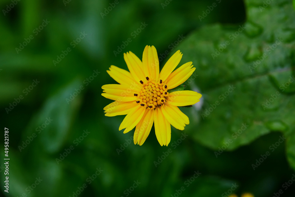 Close-up singapore daisy flower on green background Close-up singapore daisy flower on green background