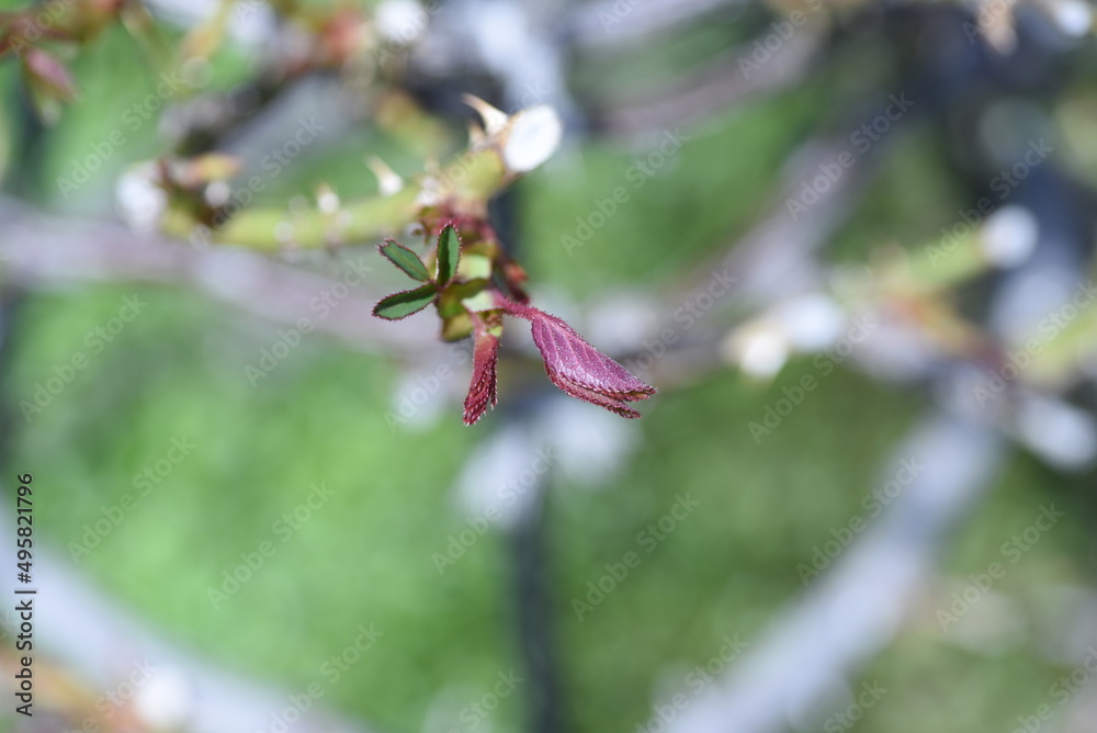Rose leaf sprout. The roses dormant from December to February and sprout and leaves around mid-March. Rose leaf sprout. The roses dormant from December to February and sprout and leaves around mid-March.