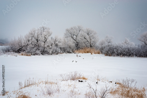Wallpaper Mural Fogg on the cold winter day by the St. Lawrence river   Torontodigital.ca