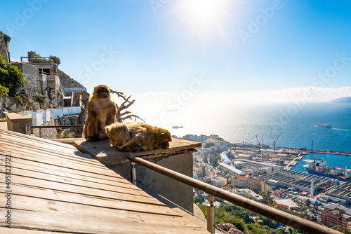 View from the lookout point terrace near Prince Ferdinand's Battery on the Rock of Gibraltar of the port and sea below with a Barbary ape or Macaques monkey sitting on the ledge 