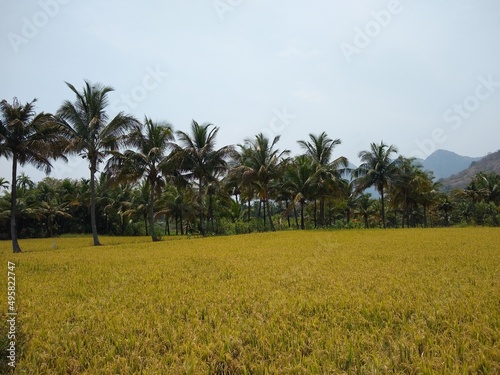 Rice farming, paddy field and coconut palm trees, Tamil Nadu, India