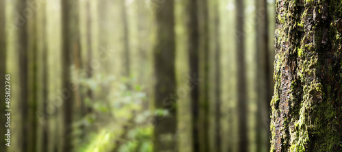 Tree trunk with defocused sunshine forest background. Rainforest background  great outdoor backdrop or natural texture. Beautiful North Vancouver  BC  Canada. Selective focus.