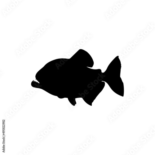 The Best Piranha Fish Silhouette Image With White Background