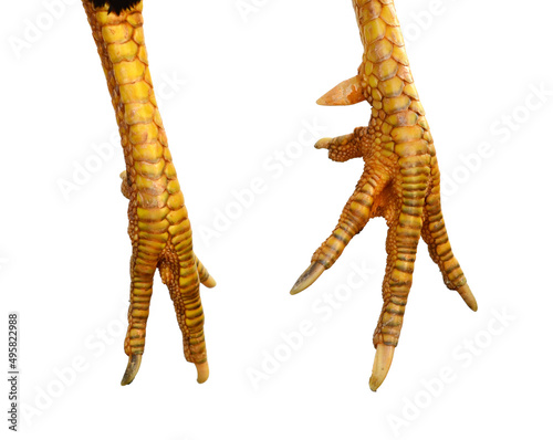 Raw chicken feet