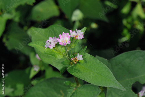 Wallpaper Mural ミゾソバの花（北海道・知床）
 Torontodigital.ca