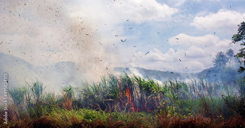 Burning sugarcane fields has impact on environment and affecting global warming. photo