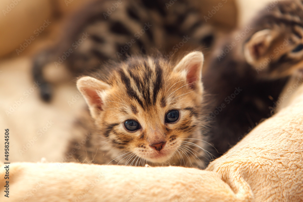 Closee-up little bengal kitten on the cat's pillow Closee-up little bengal kitten on the cat's pillow