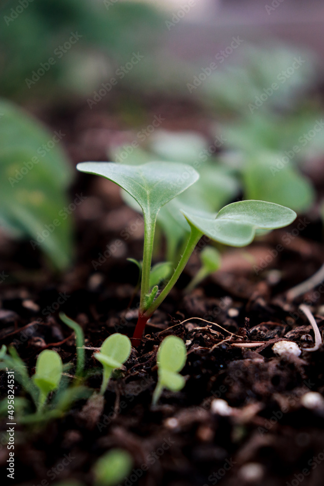 close up of green sprouts of radish on ground close up of green sprouts of radish on ground
