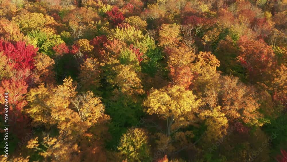 Dense forest with red, green, yellow and orange leaves of the tops of trees Dense forest with red, green, yellow and orange leaves of the tops of trees