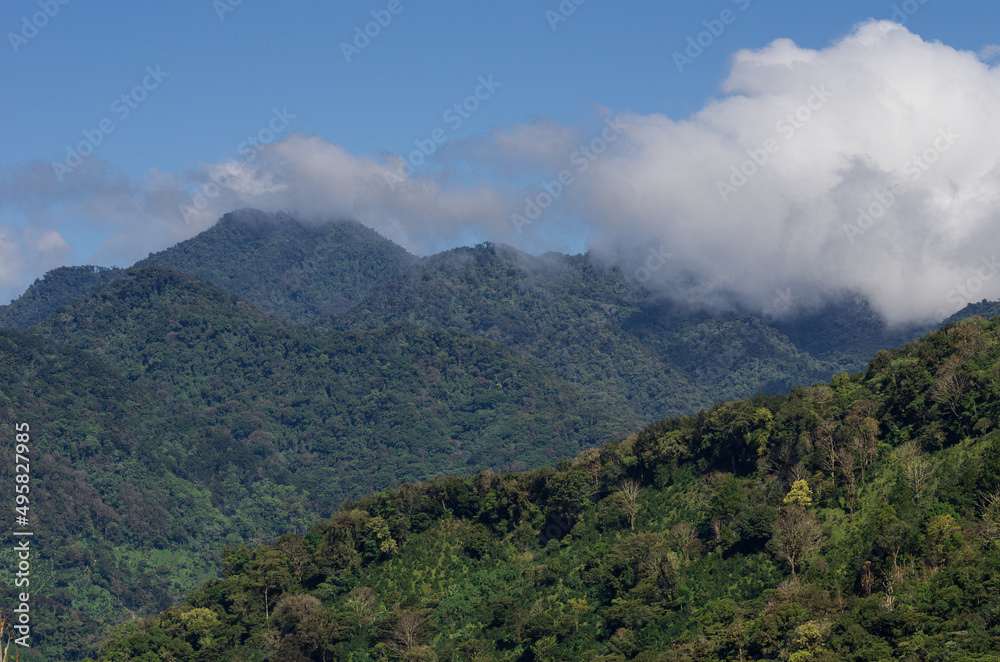 Image of thick tropical forest in Boquete near the Baru volcano. Boquete is located in the Chiriqui province of Panama.