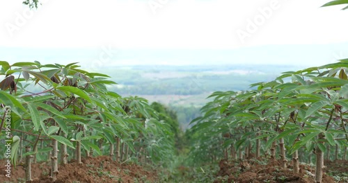 cassava fields, cassava trees growing