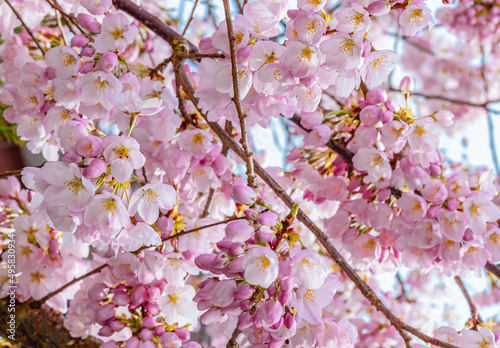 Cherry plum blossoms. Pink plum flowers on a blurred natural background