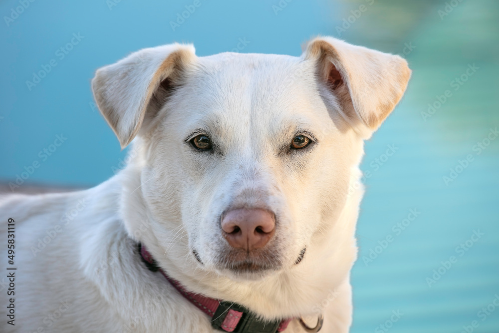 Portrait of Rosie the Dog
