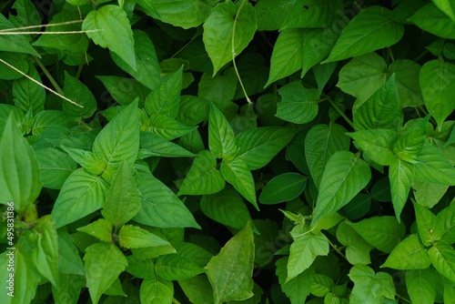 Green leaves background