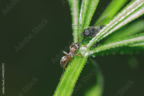  an ordinary ant holds an insect's leg in its jaw and pulls it down on a plant stem