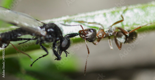 macro shot of the head of an ant biting and pulling a black insect