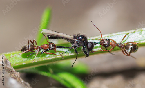 two ants hold in their jaws the legs of a winged insect on a plant stem close-up © Andrei
