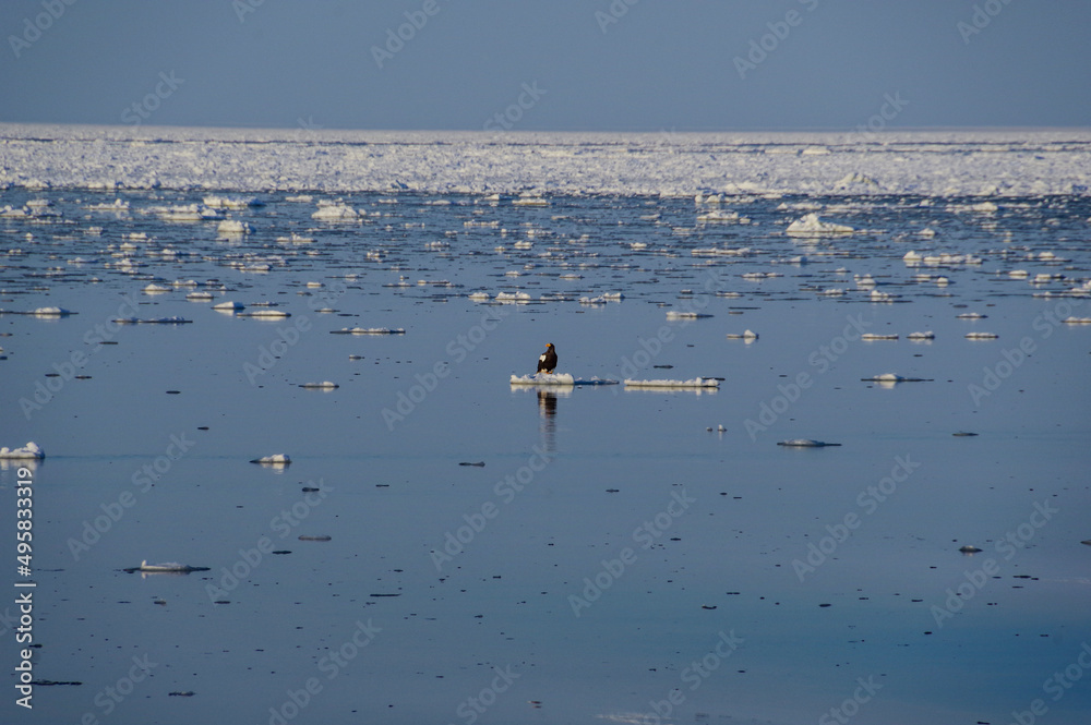 流氷の上で羽根を休めるオオワシ