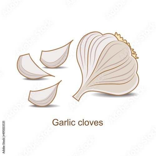 Garlic and garlic cloves isolated on a white background.
