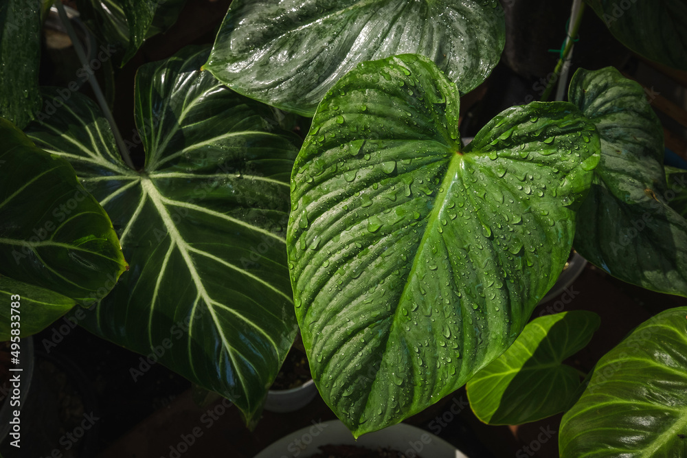 Green leaves in dark tones on a black background.Tropical green leaves Ideas for websites, banner and wallpaper. Green leaves in dark tones on a black background.Tropical green leaves Ideas for websites, banner and wallpaper.