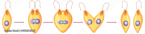 Asexual reproduction fragmentation diagram