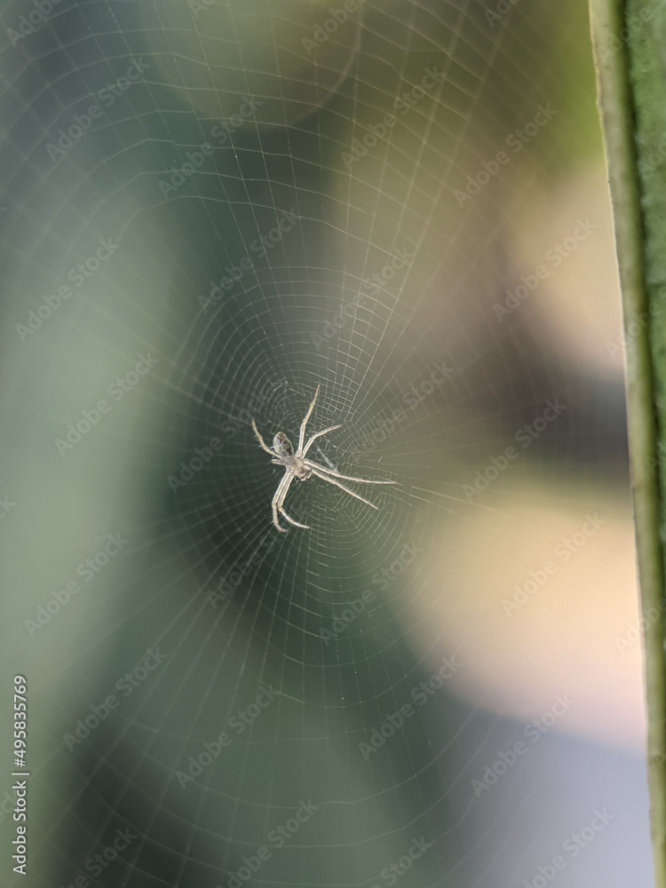 Orb-weaver spiders are members of the spider family Araneidae. Orb-weaver spiders are members of the spider family Araneidae.