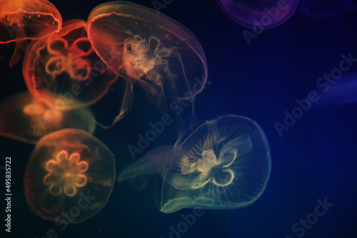 Fototapeta Naklejka Na Ścianę i Meble -  Jellyfish with neon glow light effect in sea aquarium