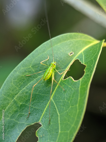 The speckled bush-cricket is a flightless species of bush-cricket belonging to the family Tettigoniidae.