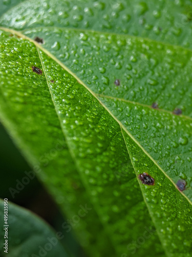 Close-up of morning dew water on fresh green leaves