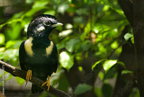 Bird perching on  branch. The Sulawesi myna, Basilornis celebensis is a species of starling in the family Sturnidae.
 photo