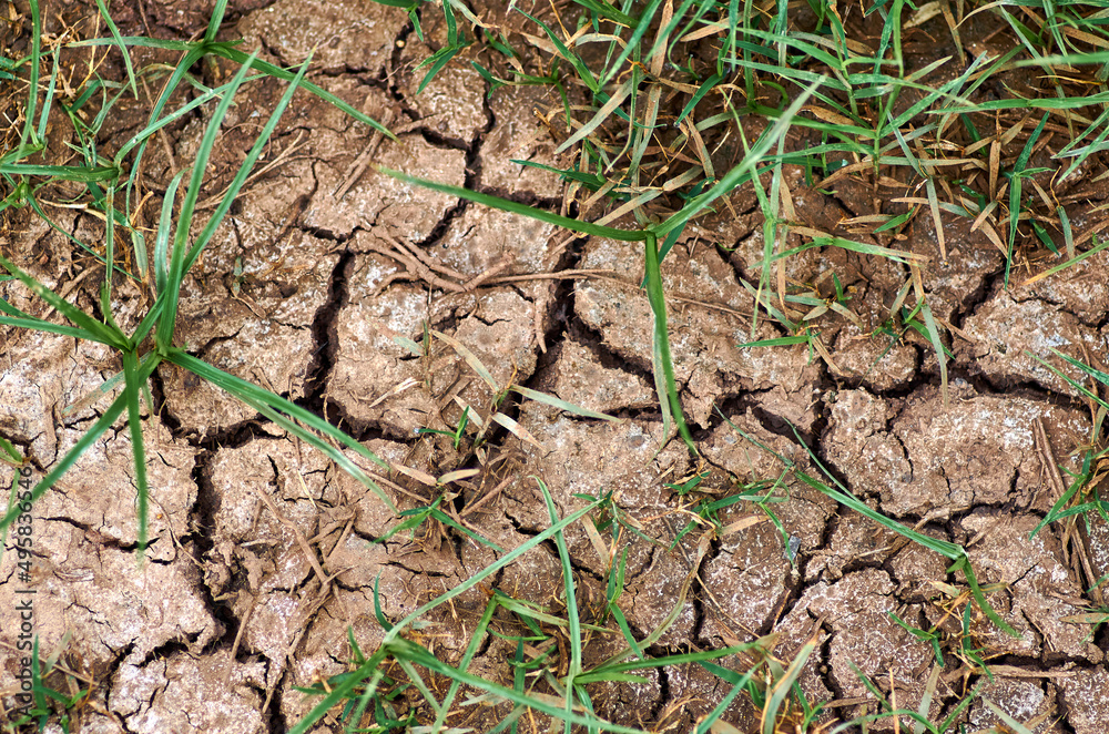 Grass growing on the cracked dirt Grass growing on the cracked dirt