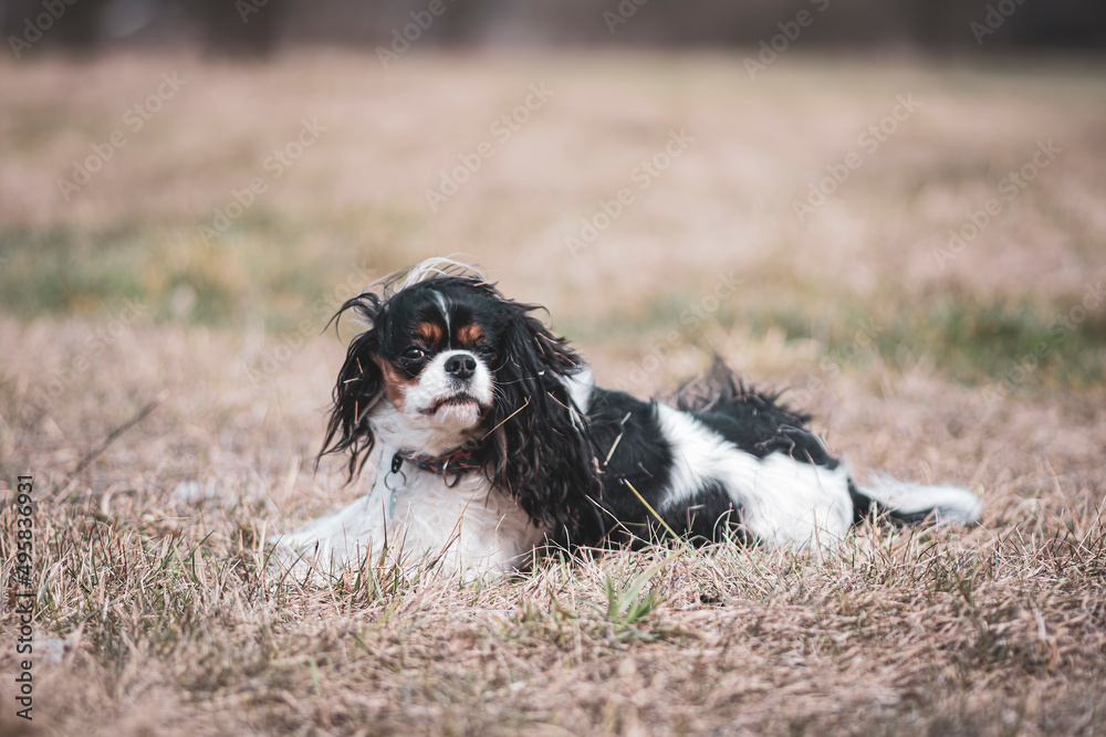 Funny Cavalier dog in a dried meadow. Cute pet with black ears and white snout laying on withered grass. Selective focus on the details, blurred background.