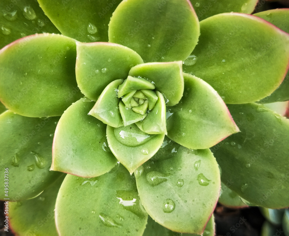 Close-up of succulent with geometric pattern and water droplets Close-up of succulent with geometric pattern and water droplets