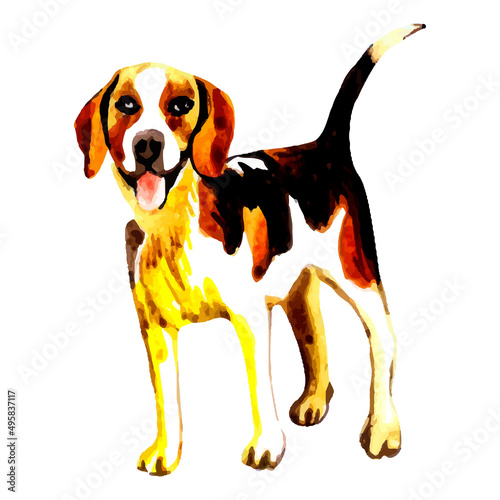 beagle dog isolated on white