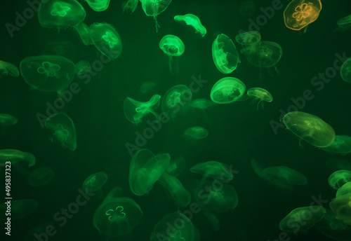 Obraz na płótnie Jellyfish with neon glow light effect in sea aquarium