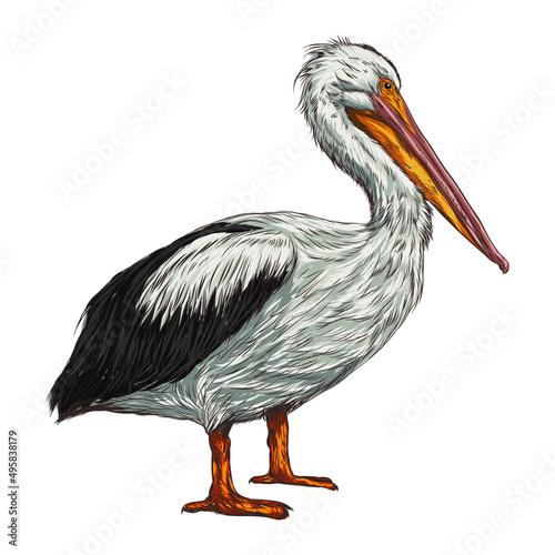 Antique engraving illustration of great  pelican isolated on white background